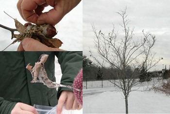 Browntail moth overwintering webs (Maine Forest Service Photos)